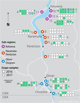 Characterization of Sub-Regional Variation in Saccharomyces Populations and Grape Phenolic Composition in Pinot Noir Vineyards of a Canadian Wine Region